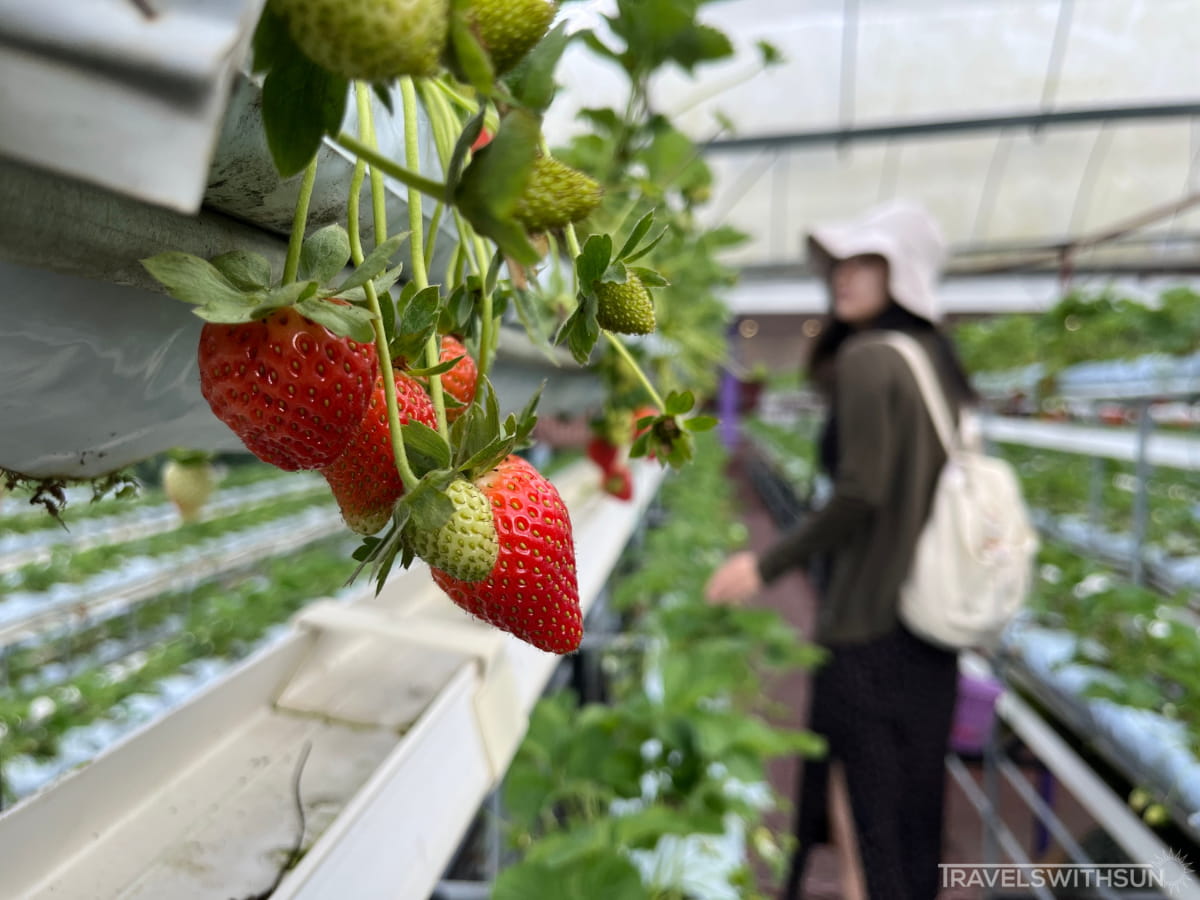 Strawberries At Lavender Farm In Cameron Highlands
