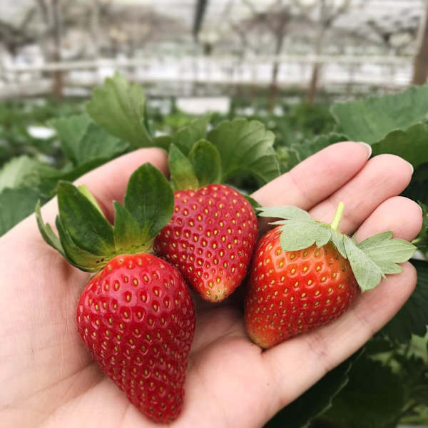 Strawberries grow well in Cameron Highlands