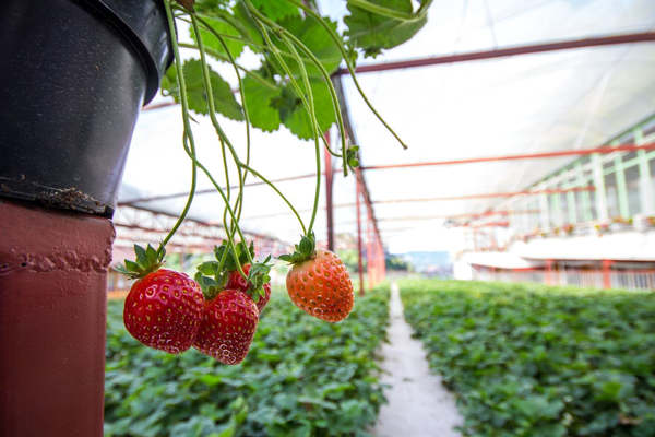 Strawberry Farm Kea at Cameron Highlands