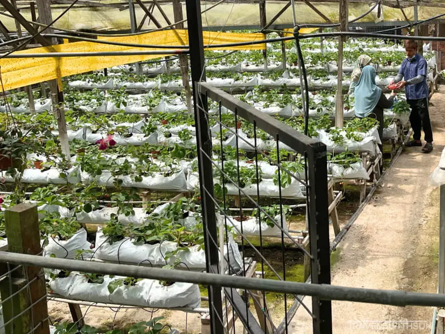 Strawberry Section At Healthy Strawberry Farm