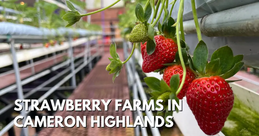 Strawberry farms in Cameron Highlands - travelswithsun