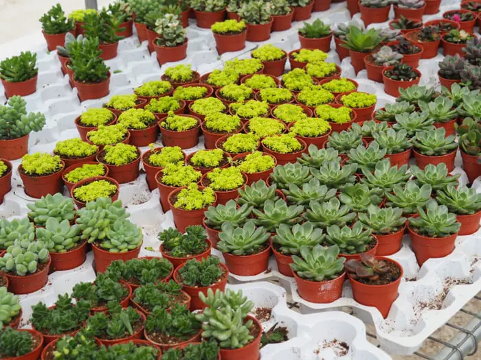 Succulents For Sale At MARDI In Cameron Highlands