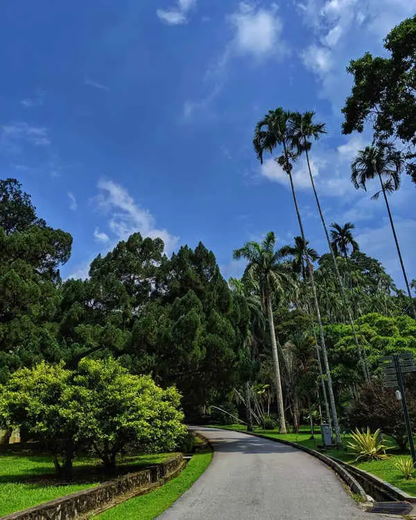 Tall Trees At Penang Botanic Gardens
