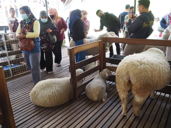 The Only Lamb We Saw At The Sheep Sanctuary In Cameron Highlands