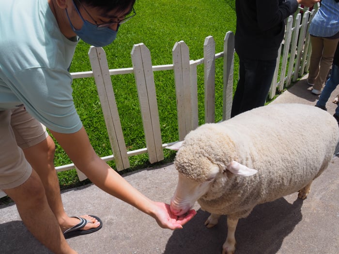 The Sheep At The Sheep Sanctuary In Cameron Highlands Are Docile Enough To Accept Food Straight From Your Hands