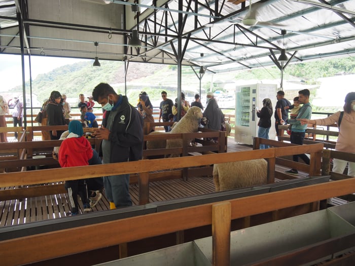 The Sheep Pen At The Sheep Sanctuary In Cameron Highlands