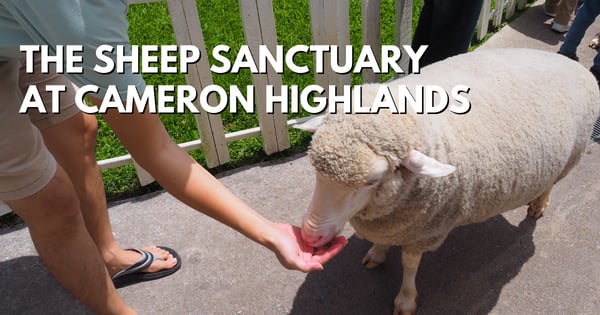 The Sheep Sanctuary At Cameron Highlands – And What To Expect