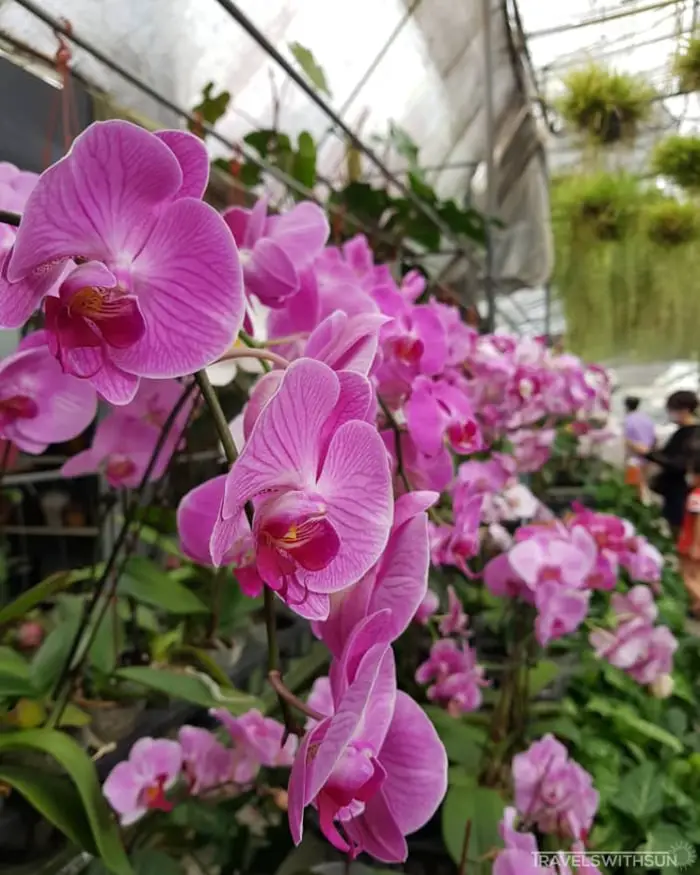 Thriving Orchids At World of Phalaenopsis (Ulu Yam Orchid Farm)