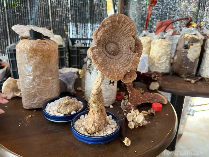 Tiger Milk Mushroom Specimen At The Showroom Of Wonder Farm Mushroom In Taiping