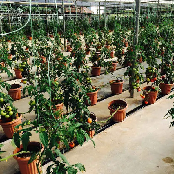 Tomatoes Growing At Agro Technology Park MARDI Cameron Highlands
