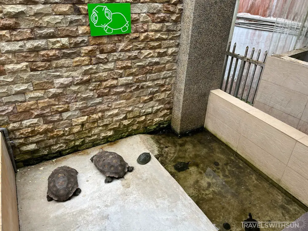 Tortoise Enclosure At Green View Garden, Cameron Highlands