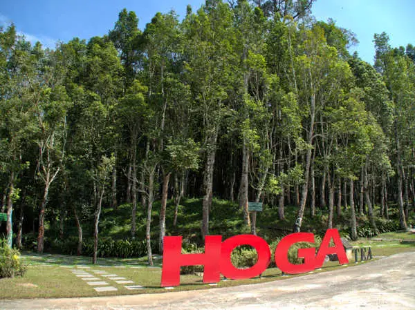 Tree Hugging Park At HOGA Gaharu Tea Valley