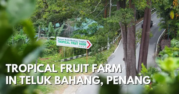 Tour The Orchard At Tropical Fruit Farm In Teluk Bahang, Penang