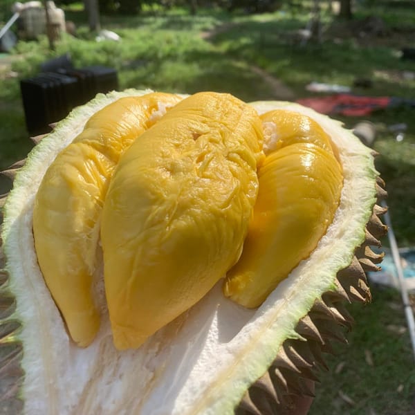 Try Fresh Durian At Wong Duran House, Balik Pulau