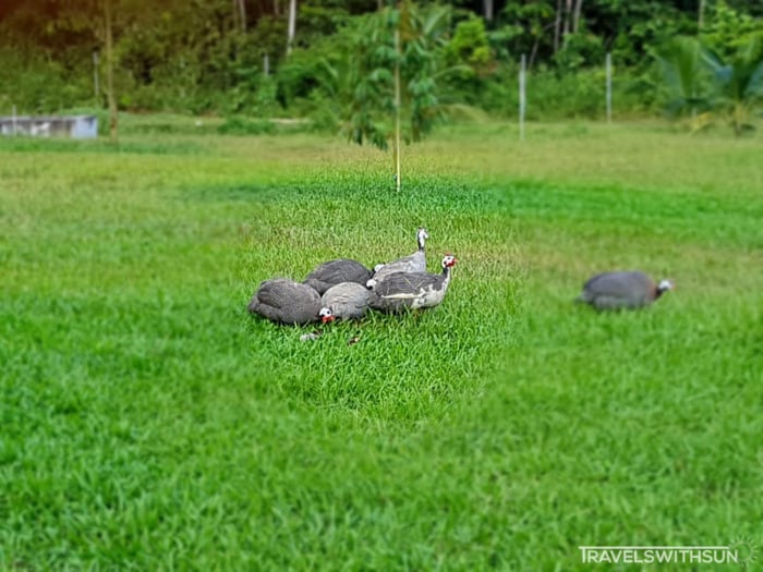 Turkeys At Hulu Tamu Eco Resort