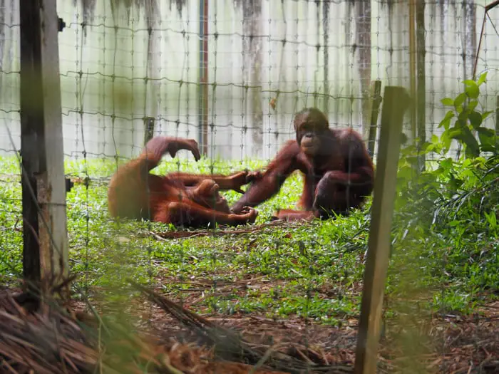 Two Youngsters In The Middle Of Play At Orangutan Island