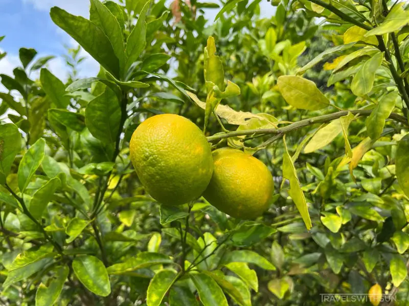 Unripe Mandarins At Tropical Fruit Farm In Teluk Bahang