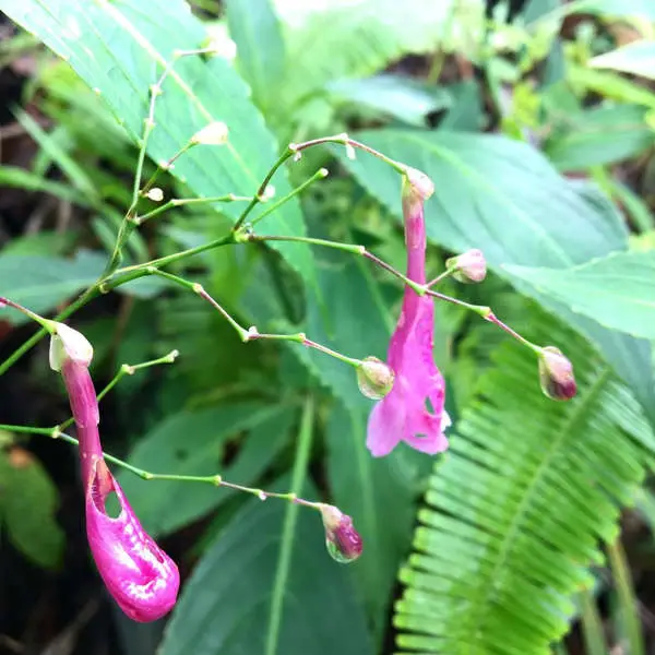 Unusual Pink Flower At The Habitat