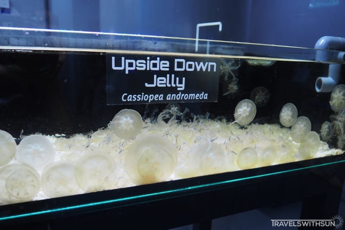 Upside Down Jellyfish At Aquaria KLCC