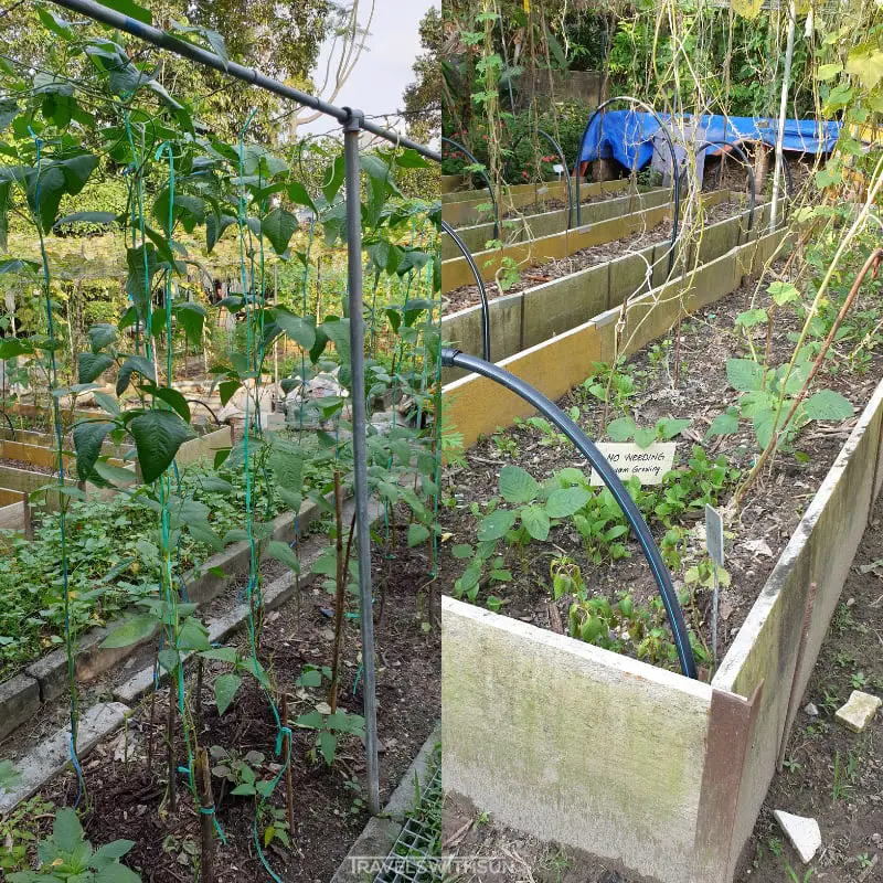 Vegetables At Kebun Kebun Bangsar Are Donated To Underprivileged Communities
