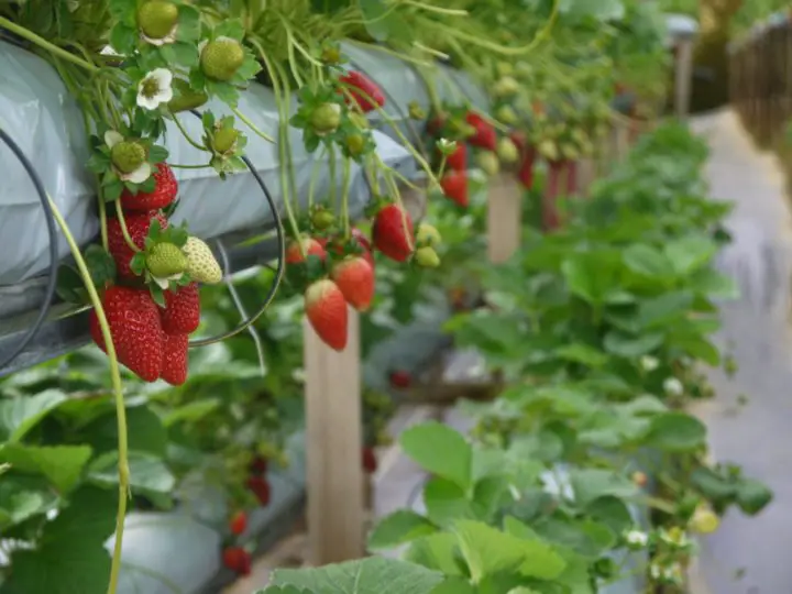参观金马伦高原的草莓园