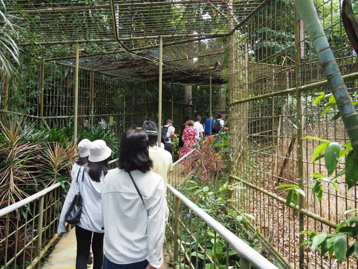 Vistors Can View The Orangutans From Inside A Steel Cage Walkway