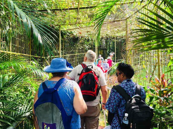 Vistors can view the orangutans from a steel cage walkway