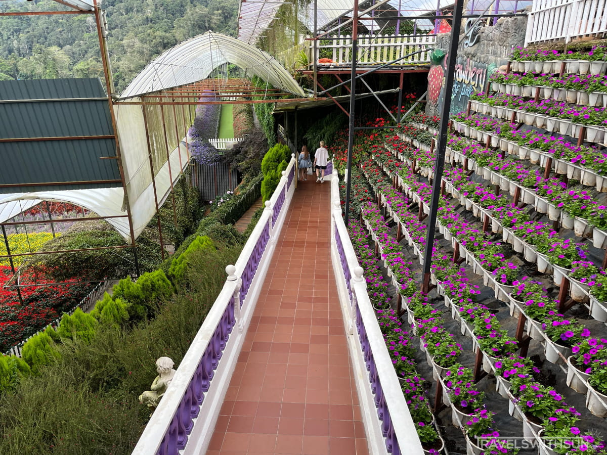 Walkway At Lavender Farm In Cameron Highlands