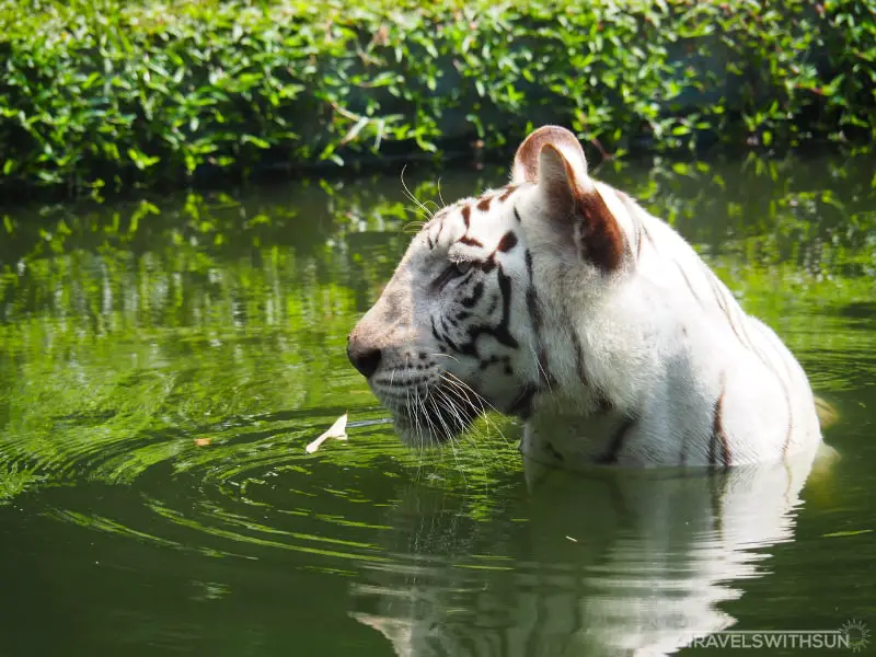 White Tiger Cooling Off At Zoo Negara Malaysia