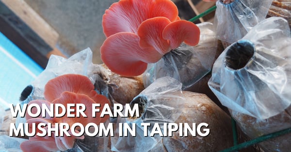 See Special Mushrooms At Wonder Farm Mushroom In Taiping