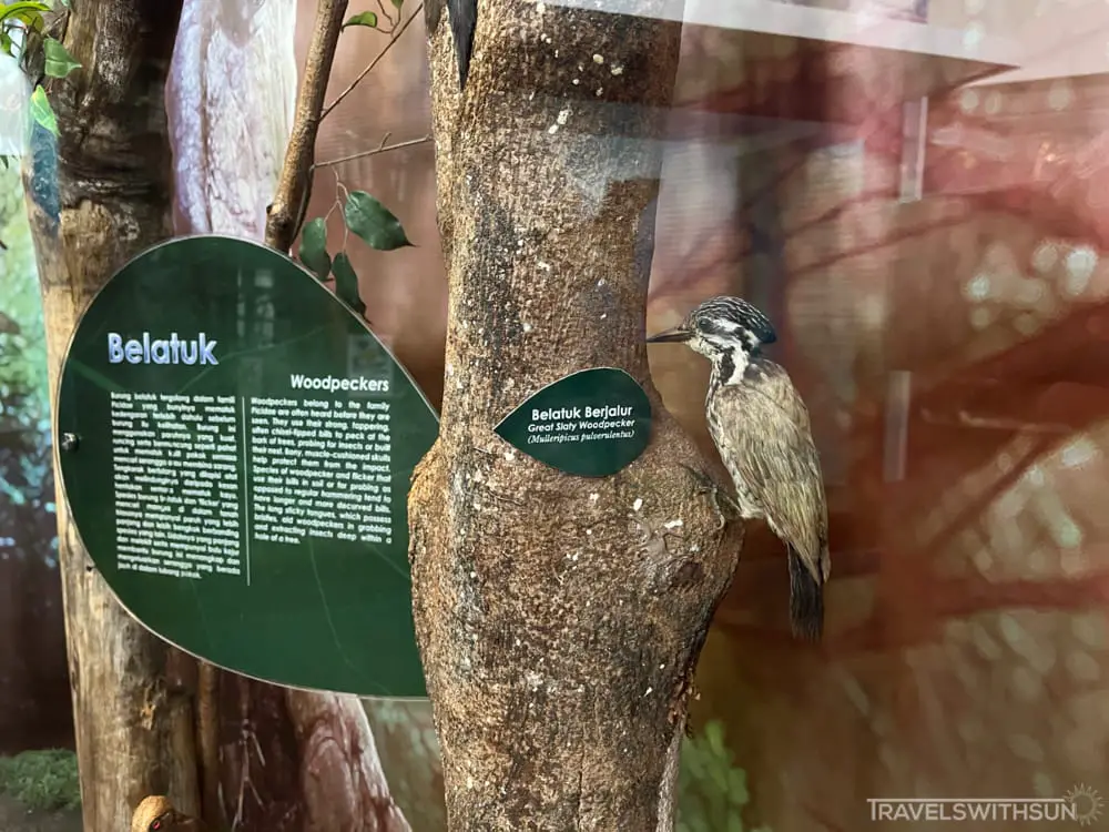 Woodpecker Display At Perak Museum In Taiping