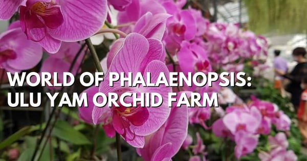 World Of Phalaenopsis In Ulu Yam – Orchid Farm Not Far From KL
