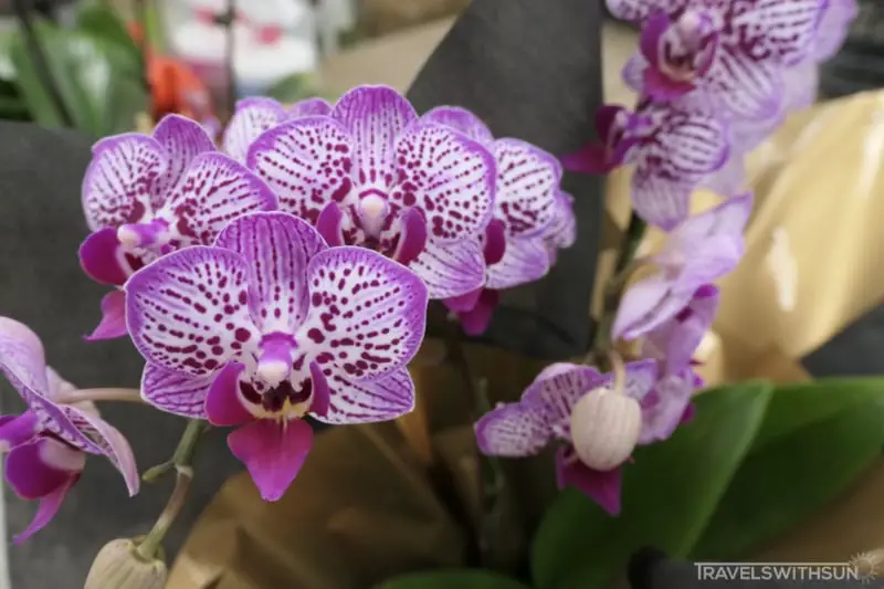 World of Phalaenopsis (Ulu Yam Orchid Farm) Carries Different Varieties Of Phalaenopsis Orchid