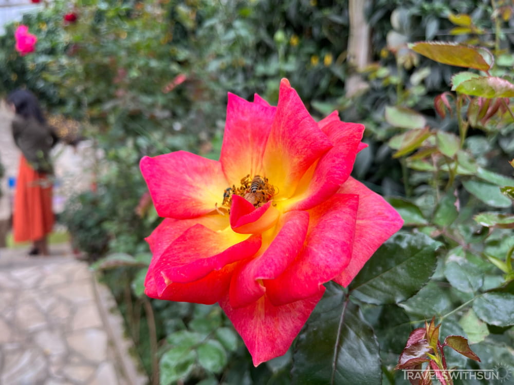 Yellow And Pink Rose At Rose Valley In Cameron Highlands