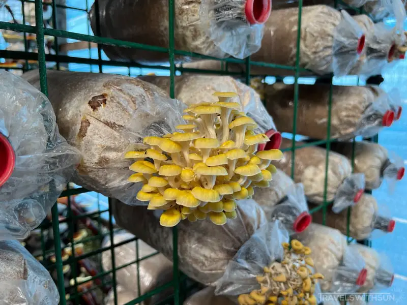 Yellow Mushrooms At Wonder Farm Mushroom In Taiping