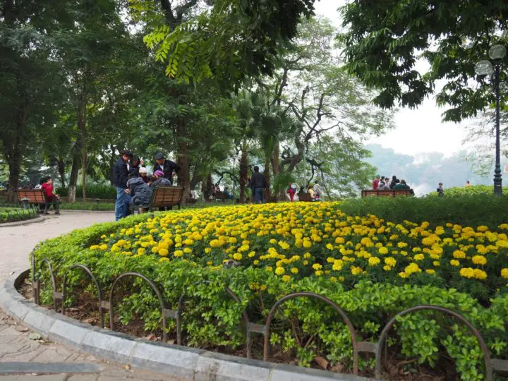 Yellow carnations at Hoan Kiem lake