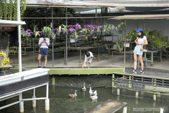You Can Feed Ducks At World of Phalaenopsis (Ulu Yam Orchid Farm)