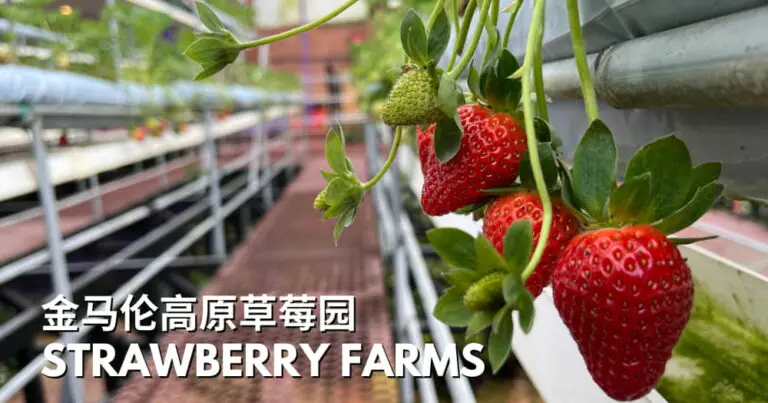 金马伦高原 8 个最棒的草莓园（详细解说指南）